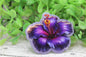 Purple Hibiscus Flower Badge Reel