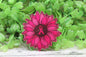 Pink Breast Cancer Awareness Sunflower Badge Reel