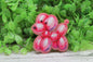 Pink Balloon Dog Acrylic Badge Reel